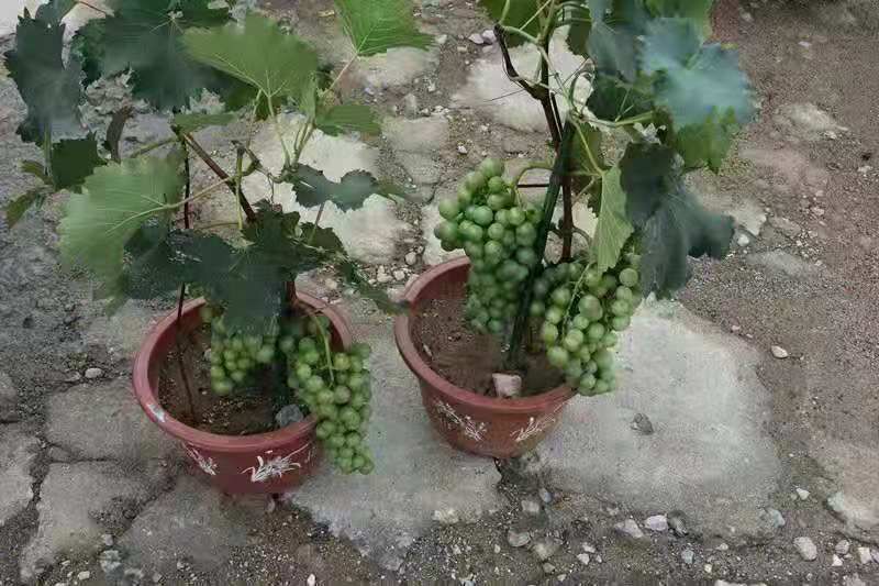红提果园冬季休眠景象