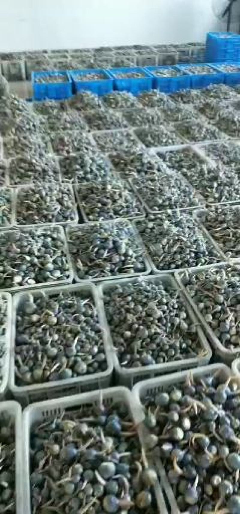 苏州双盛食品：野生紫皮慈菇