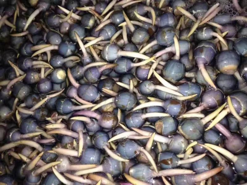 苏州双盛食品：野生紫皮慈菇