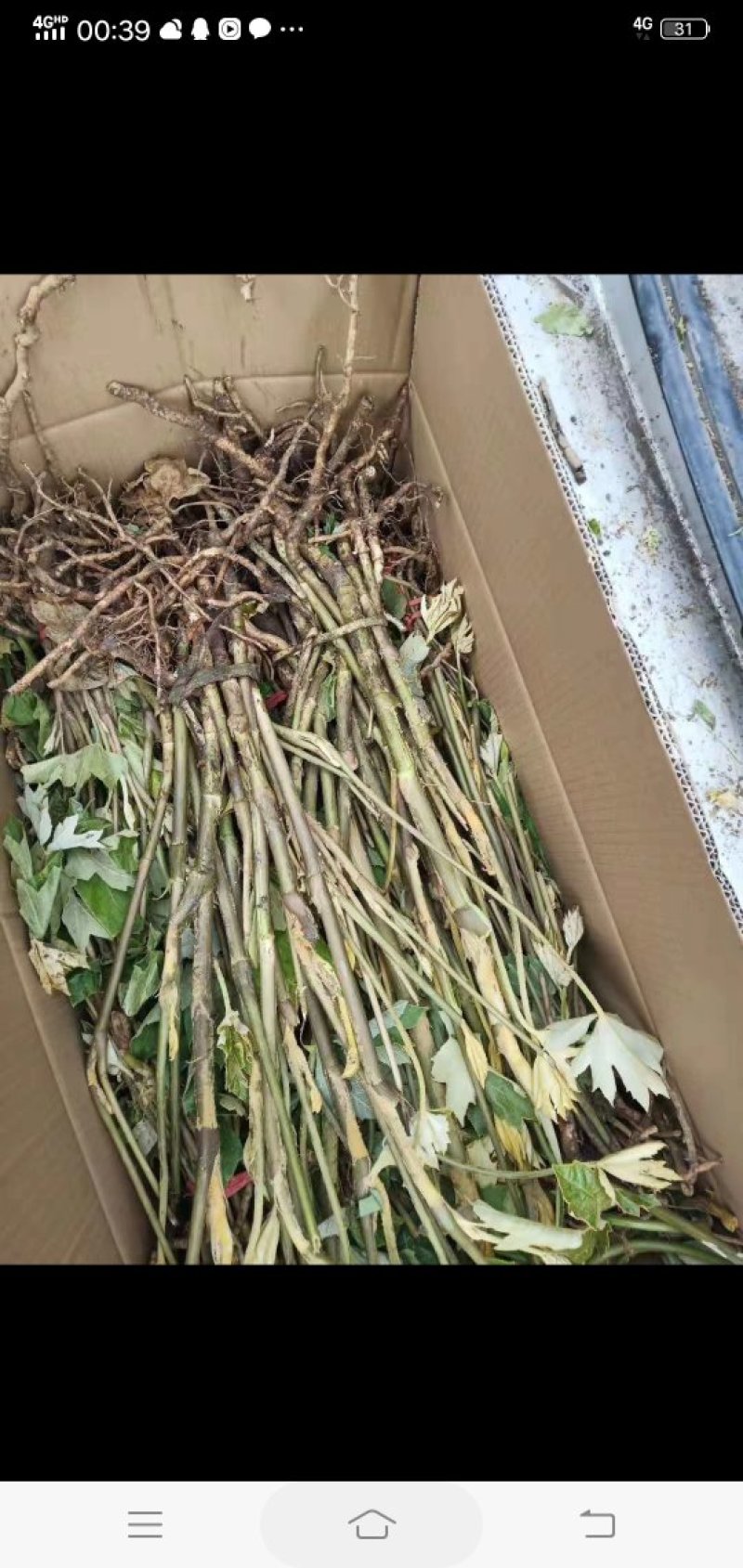 通草苗通草苗大量批发成活率高