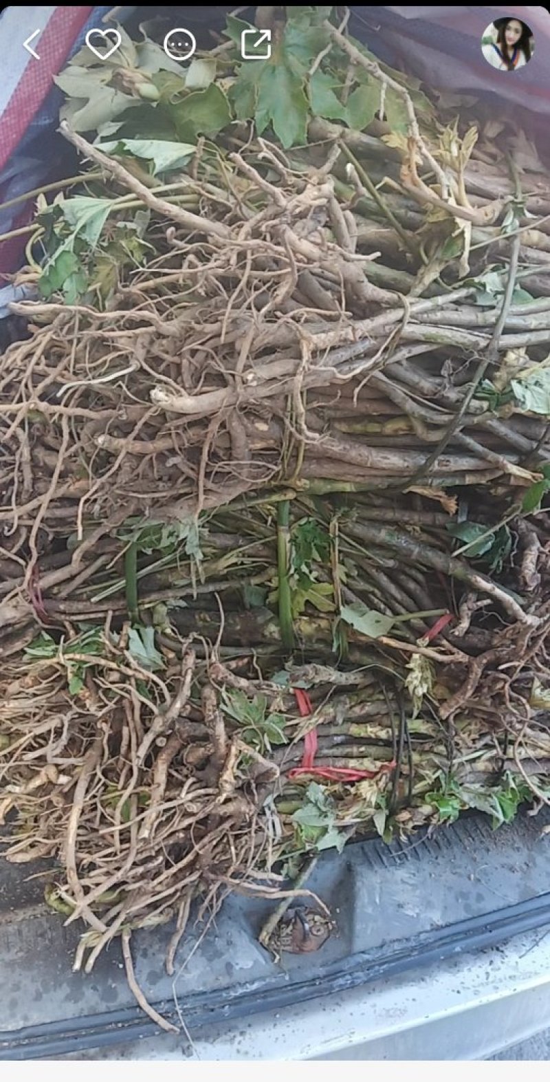通草苗通草苗大量批发成活率高