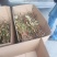 通草苗通草苗大量批发成活率高