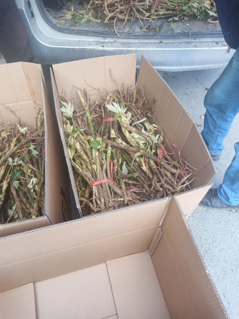 通草苗通草苗大量批发成活率高
