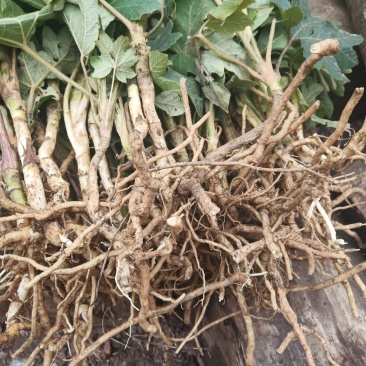 通草苗通草苗大量批发成活率高