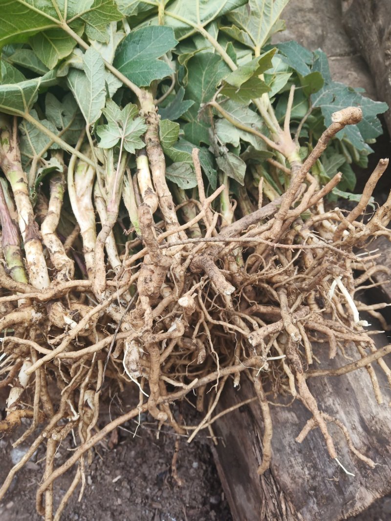 通草苗通草苗大量批发成活率高