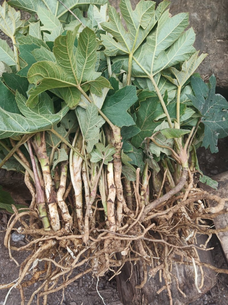 通草苗通草苗大量批发成活率高