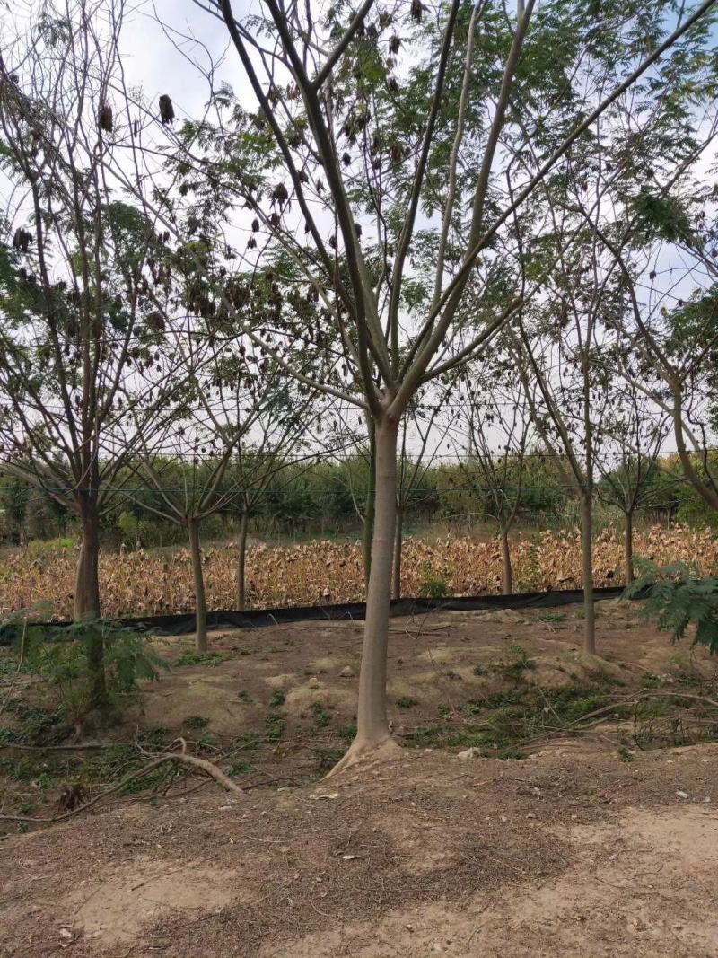 长期供应14-20公分合欢