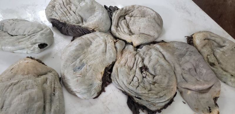 纯干底部净油牛百叶大量现货