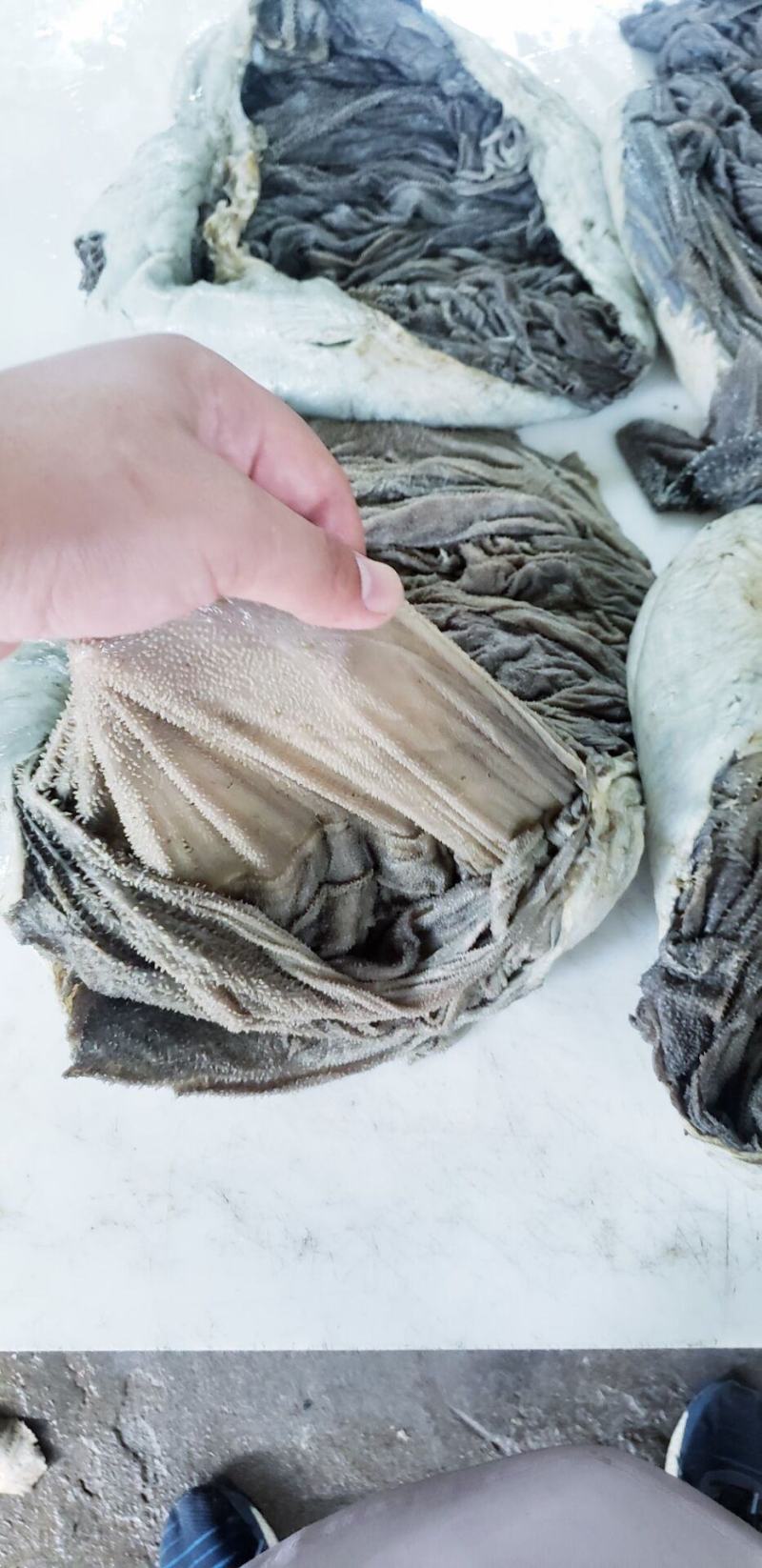 纯干底部净油牛百叶大量现货