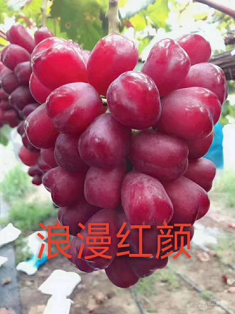 浪漫红颜葡萄苗、结果颜色好看、产量高苗扛病毒性强。