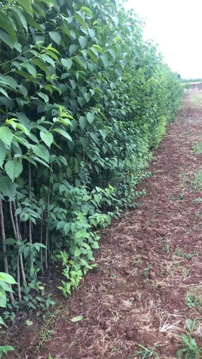 2021杜仲苗木苗圃货杜仲苗良种