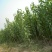 2021杜仲苗木苗圃货杜仲苗良种