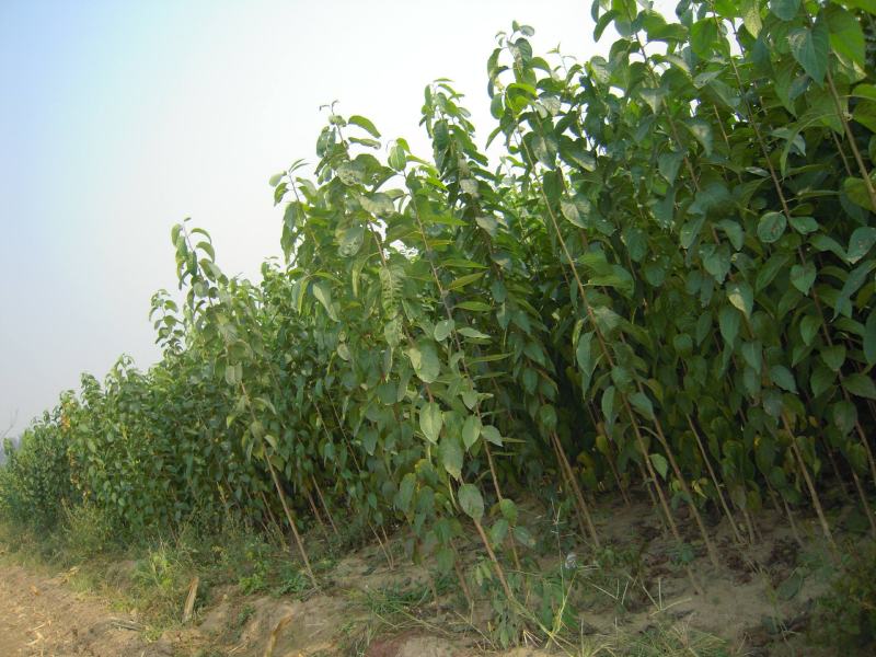 2021杜仲苗木苗圃货杜仲苗良种