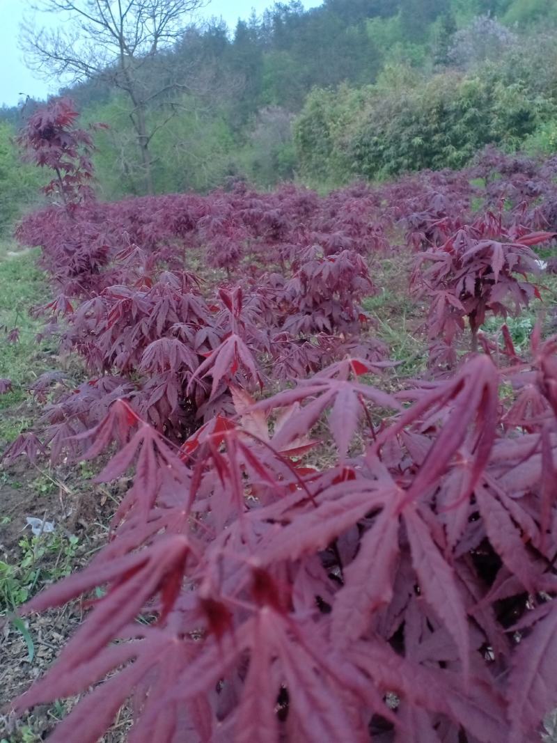 三季红红枫，适合盆景，定植，叶色红，赏心悦目