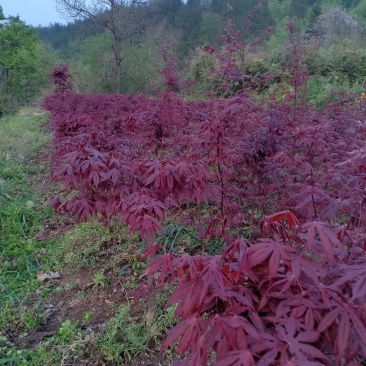 三季红红枫，适合盆景，定植，叶色红，赏心悦目
