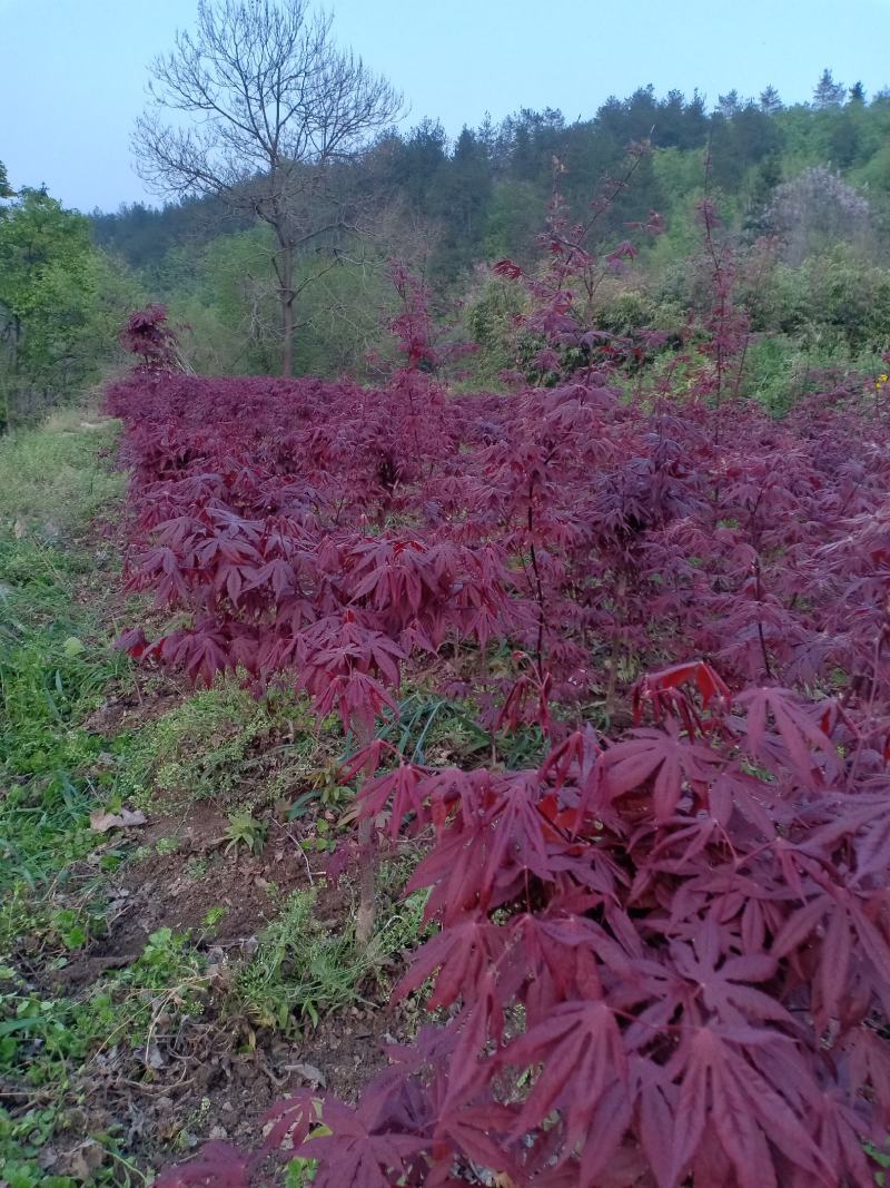 三季红红枫，适合盆景，定植，叶色红，赏心悦目