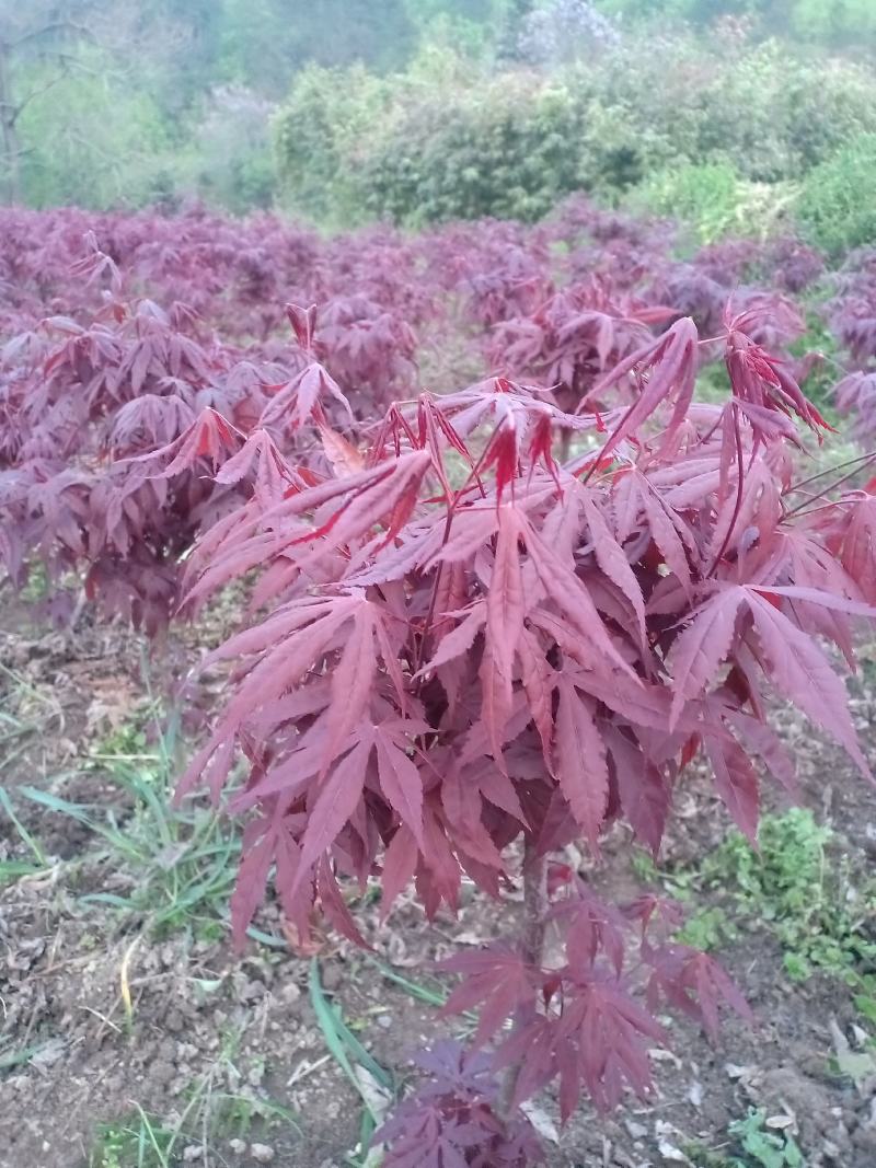 三季红红枫，适合盆景，定植，叶色红，赏心悦目