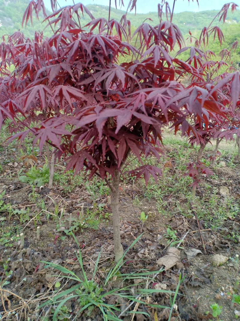 三季红红枫，适合盆景，定植，叶色红，赏心悦目