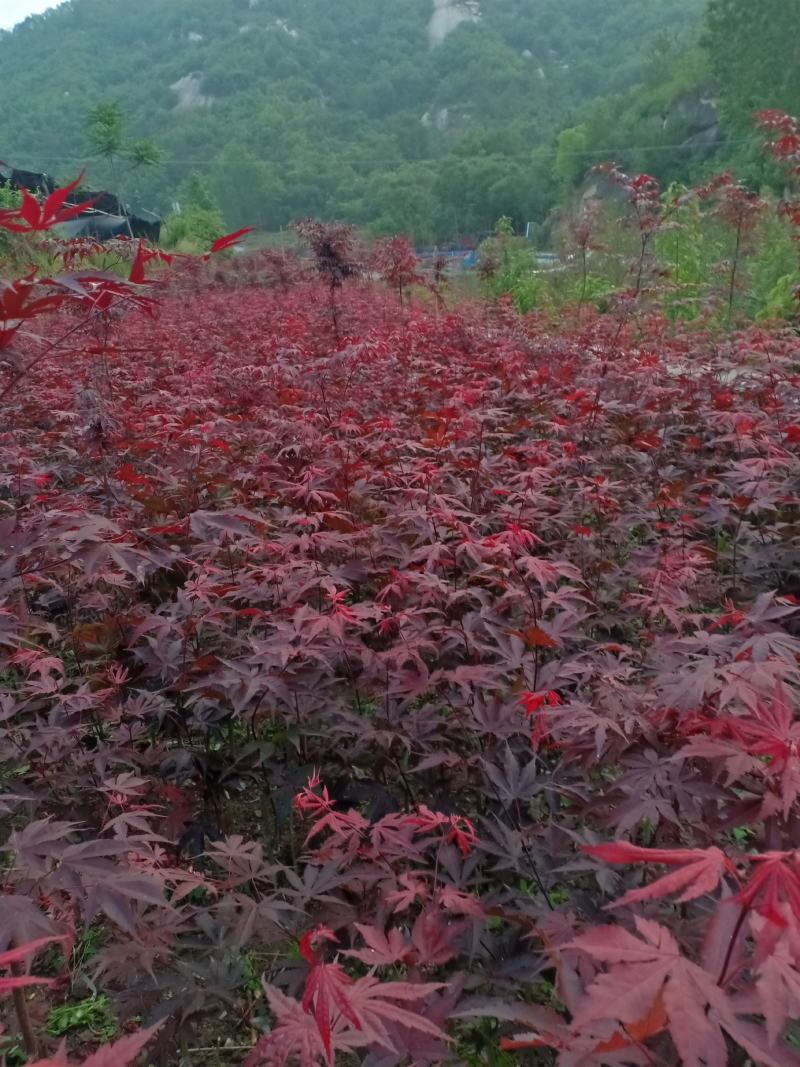 三季红红枫，适合盆景，定植，叶色红，赏心悦目