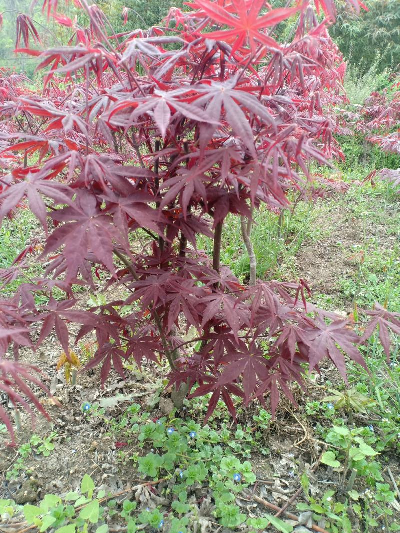 三季红红枫，适合盆景，定植，叶色红，赏心悦目