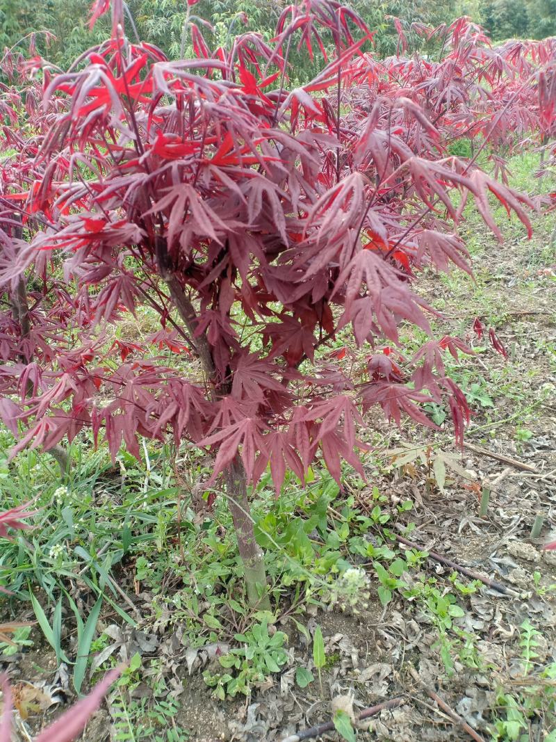 三季红红枫，适合盆景，定植，叶色红，赏心悦目