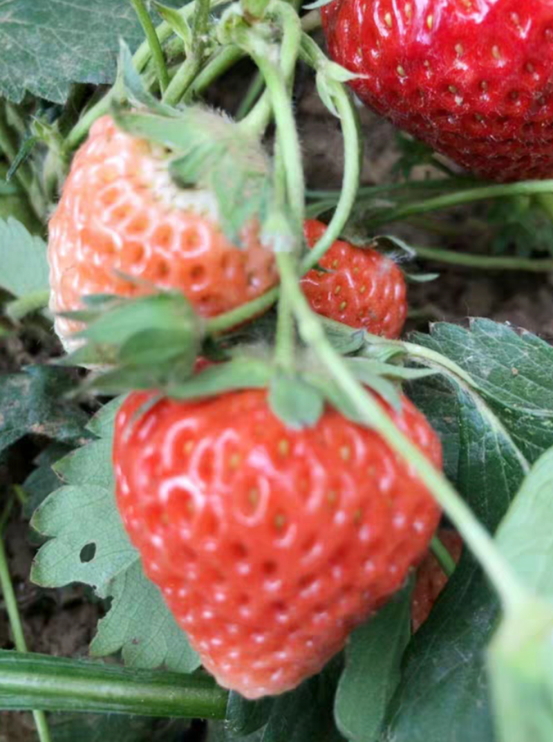 四季草莓苗阳台种植果苗当年结果奶油红额草莓秧苗