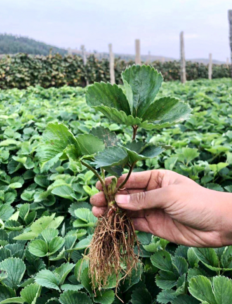 四季草莓苗阳台种植果苗当年结果奶油红额草莓秧苗