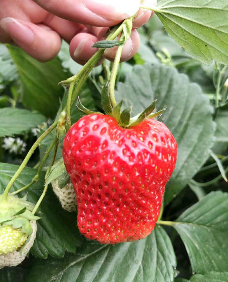 四季草莓苗阳台种植果苗当年结果奶油红额草莓秧苗
