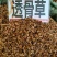 野生透骨草中药材凤仙透骨草无硫精选新