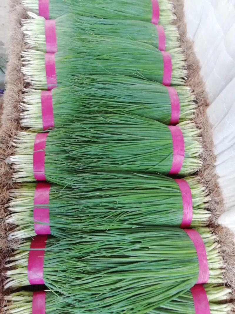 精品小香葱，本地小葱，质量好，长年供应