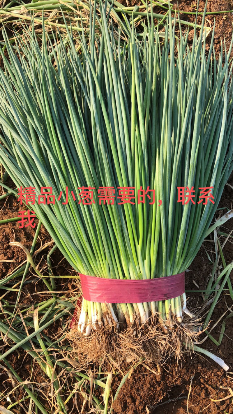 精品小香葱，本地小葱，质量好，长年供应