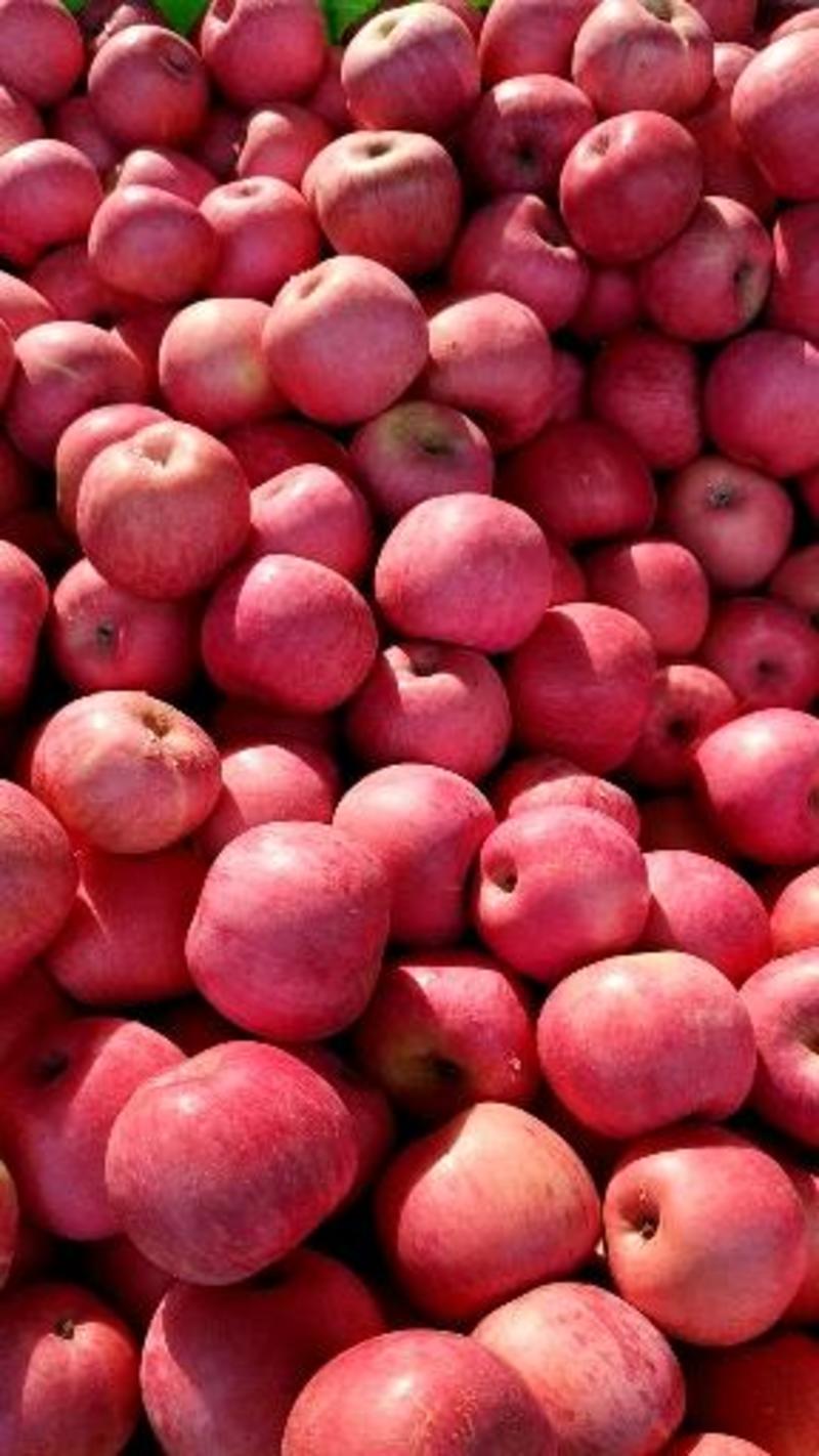 苹果红富士苹果山东苹果现摘现发口感好颜色好