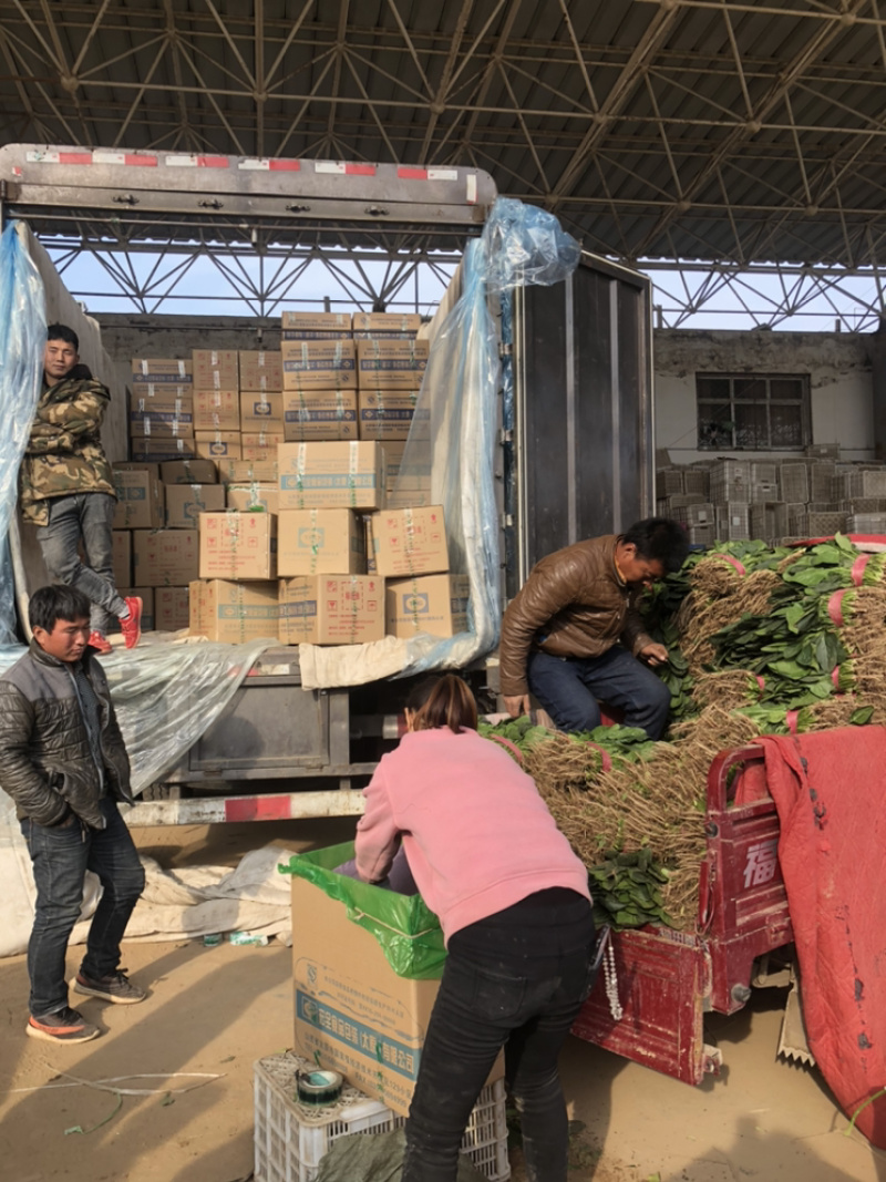 精品青叶生菜，质量好，长年供应，不断货
