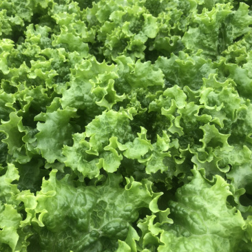 精品青叶生菜，质量好，长年供应，不断货