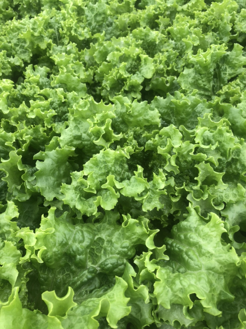 精品青叶生菜，质量好，长年供应，不断货