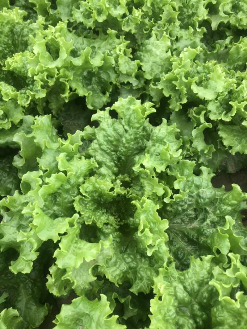 精品青叶生菜，质量好，长年供应，不断货