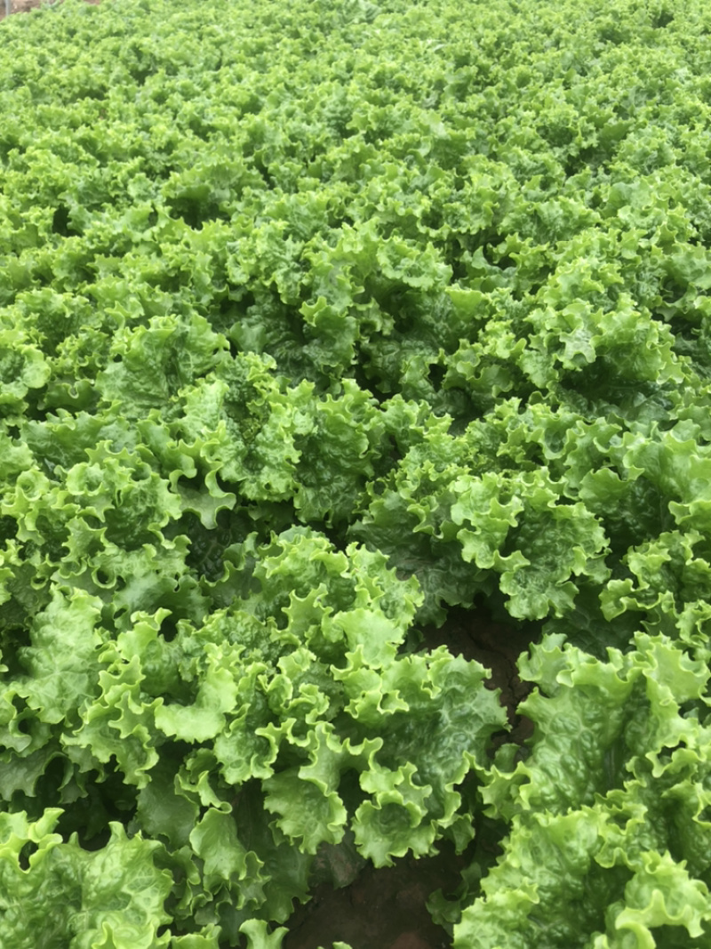 精品青叶生菜，质量好，长年供应，不断货