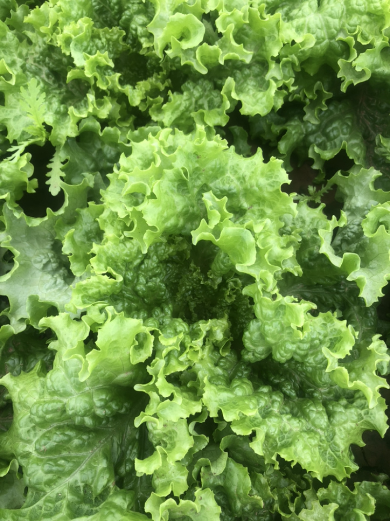 精品青叶生菜，质量好，长年供应，不断货