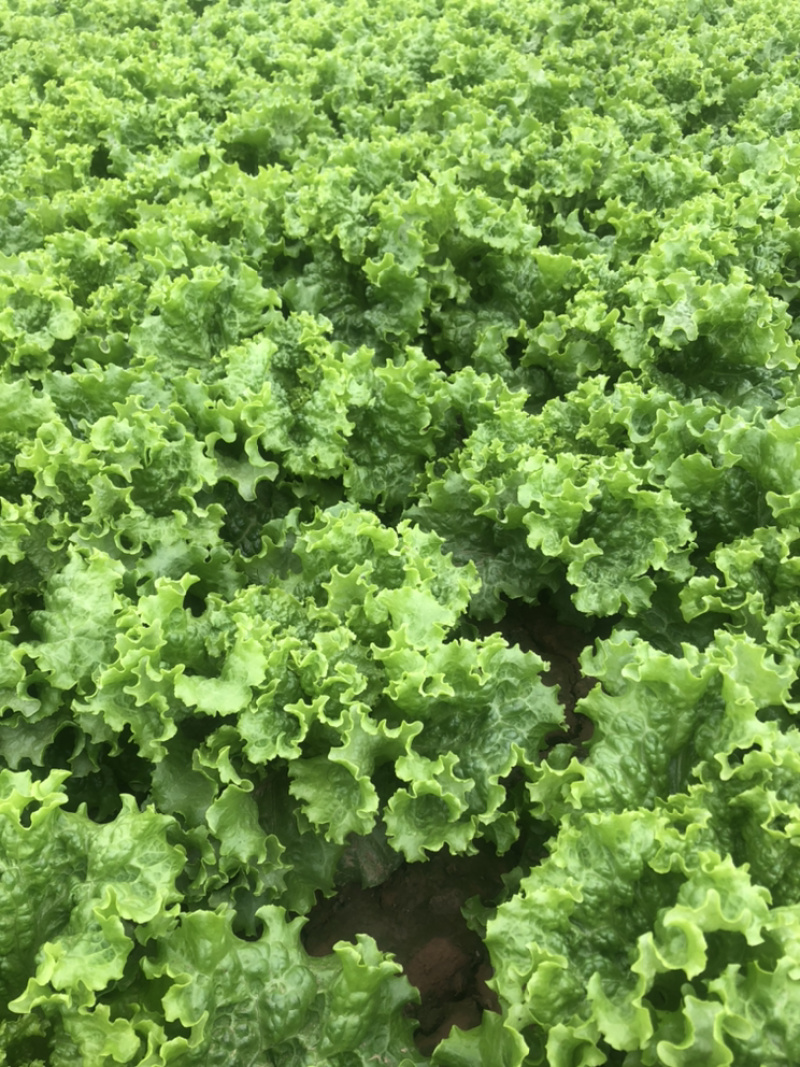 精品青叶生菜，质量好，长年供应，不断货