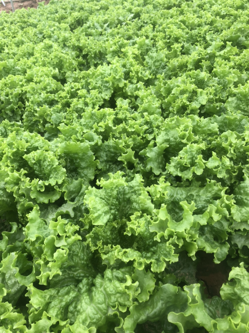 精品青叶生菜，质量好，长年供应，不断货