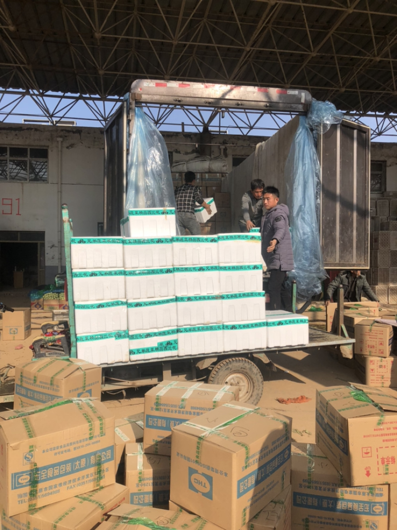 精品青叶生菜，质量好，长年供应，不断货