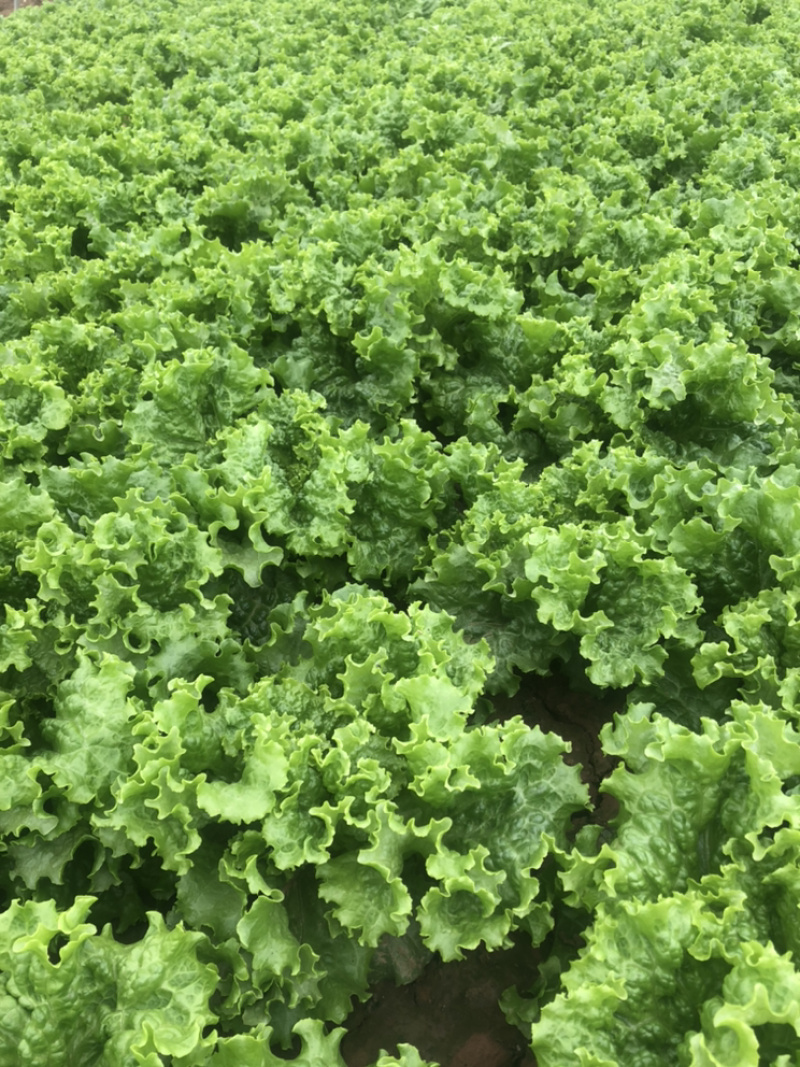 精品青叶生菜，质量好，长年供应，不断货
