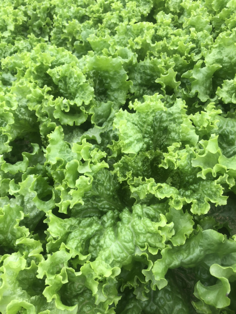 精品青叶生菜，质量好，长年供应，不断货