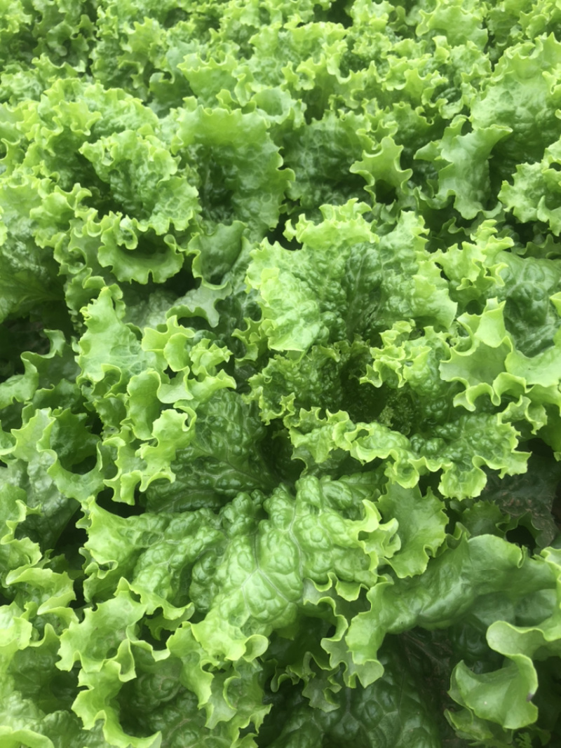 精品青叶生菜，质量好，长年供应，不断货