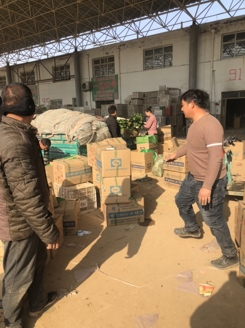 精品青叶生菜，质量好，长年供应，不断货