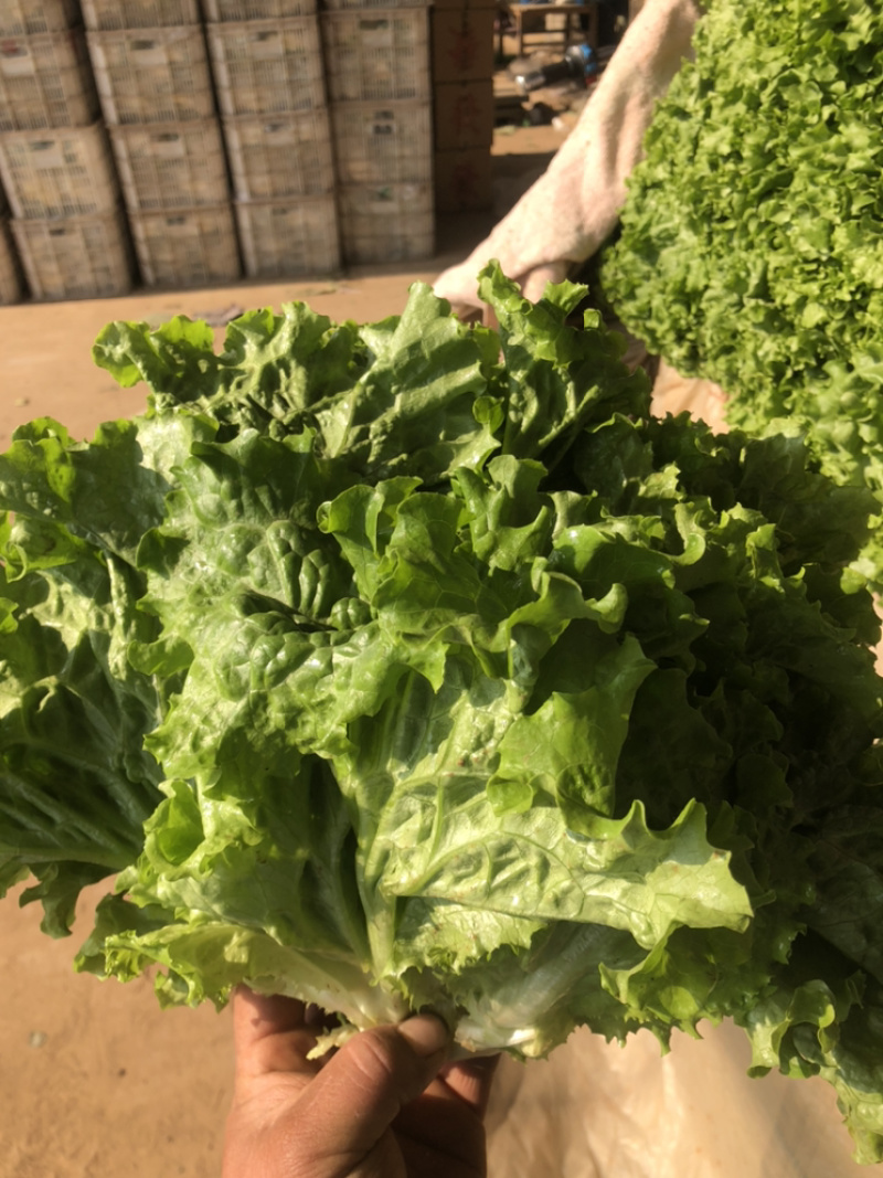 精品青叶生菜，质量好，长年供应，不断货