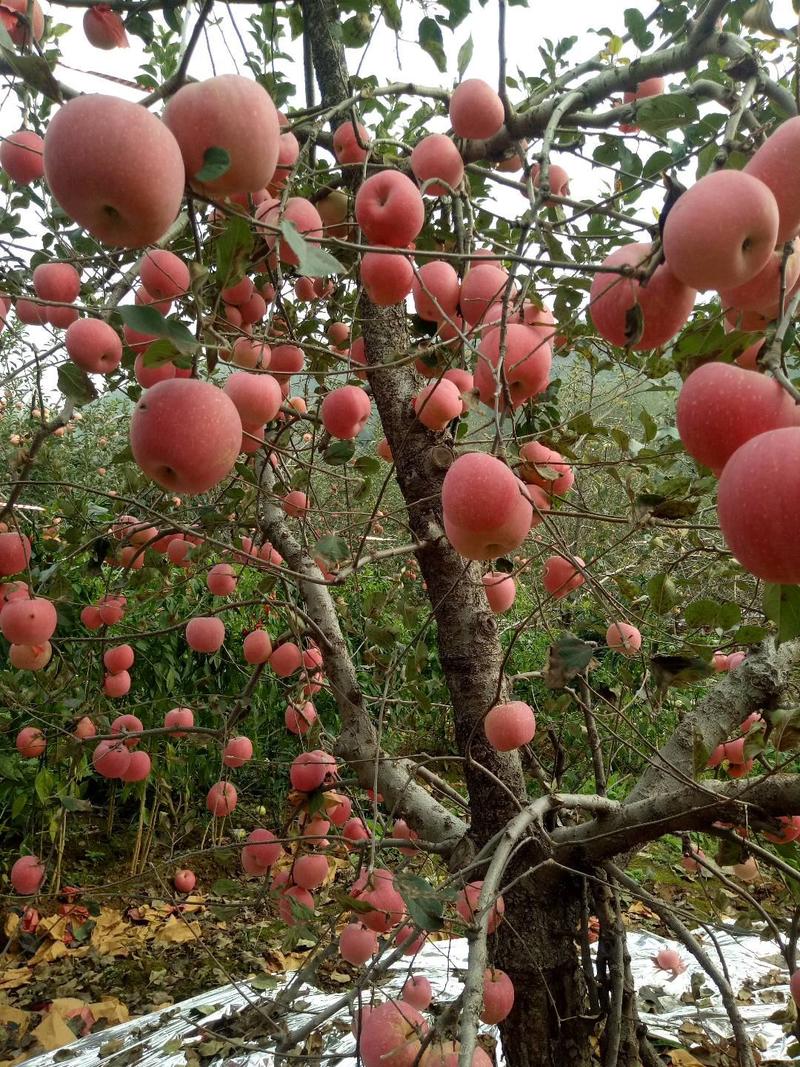 苹果红富士苹果山东苹果现摘现发口感好颜色好