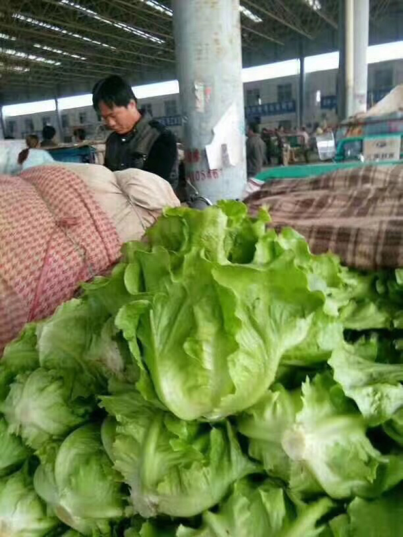 精品意大利生菜，质量好，可以长年供应
