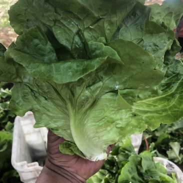 精品意大利生菜，质量好，可以长年供应