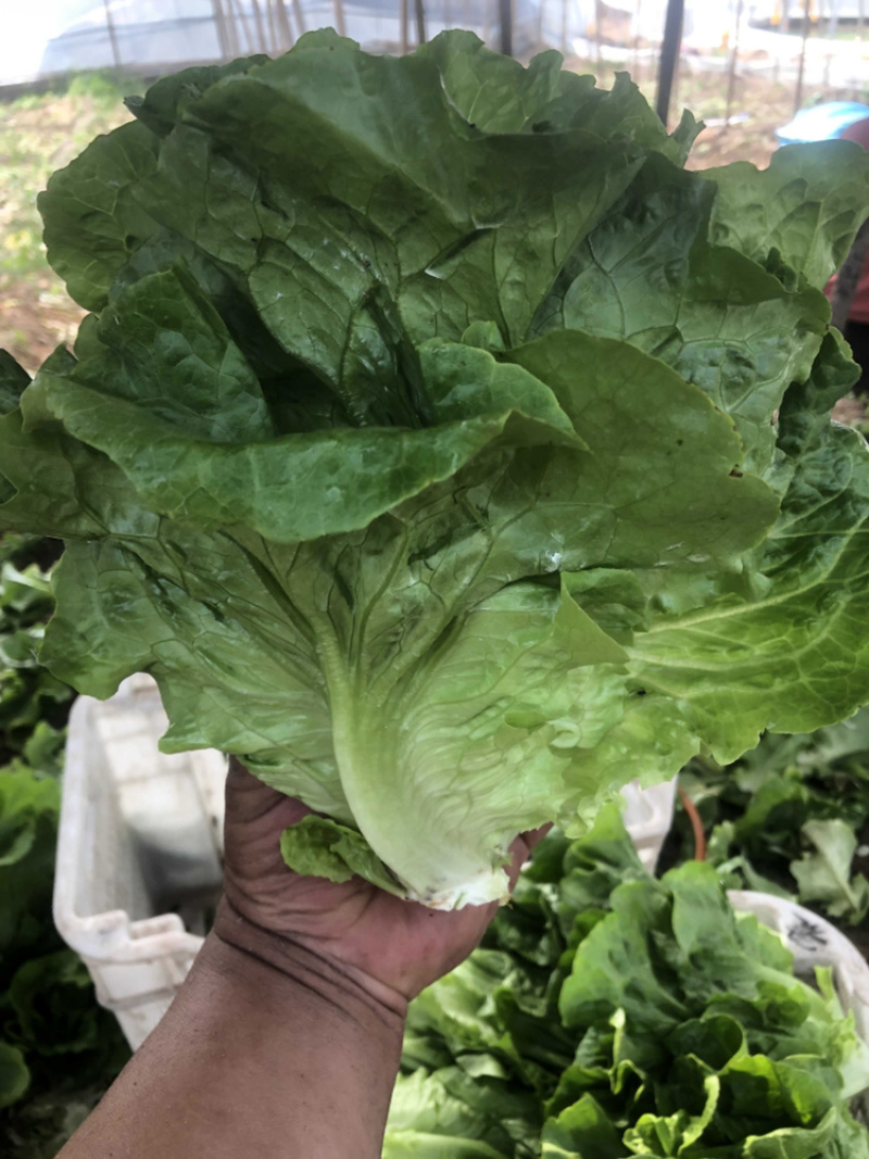 精品意大利生菜，质量好，可以长年供应